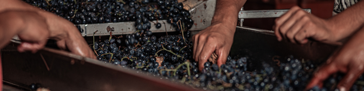 Creación de producto enogastronómico para mejorar la oferta turística​
